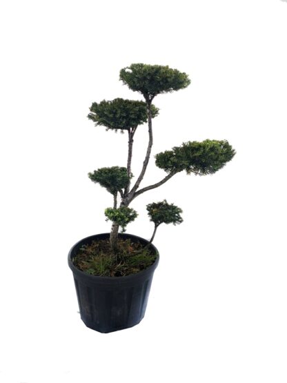 Bonsai do ogrodu CIS niwaki bonsai cis formowany
