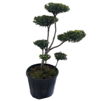 Bonsai do ogrodu CIS niwaki bonsai cis formowany - miniaturka
