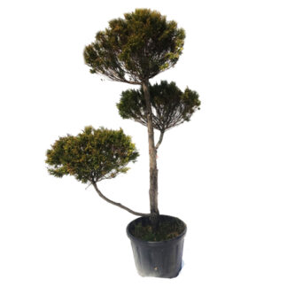 cybprysik formowany na bonsai niwaki miniatura