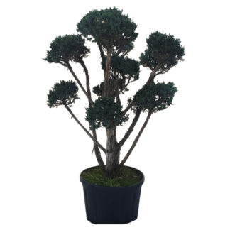jałowiec formowany na bonsai do ogrodu niwaki miniaturka