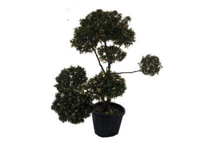 cyprysik formowany na bonsai