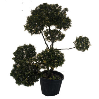 cyprysik formowany na bonsai miniatura