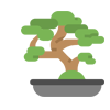 forma-wysokość drzewa bonsai