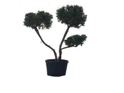 jałowiec formowany na bonsai 3 duże poduchy niwaki