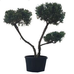 jałowiec formowany na bonsai 3 duże poduchy niwaki miniatura