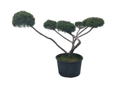 jałowiec formowany na bonsai