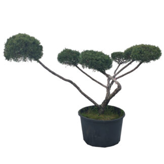 jałowiec formowany na bonsai miniatura