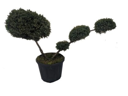 jałowiec formowany na niwaki bonsai do ogrodu