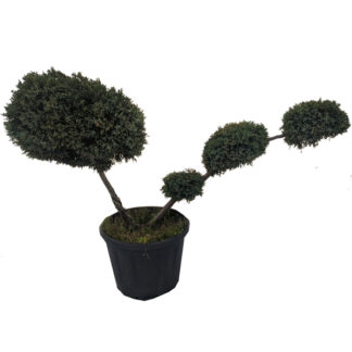 jałowiec formowany na niwaki bonsai do ogrodu miniatura