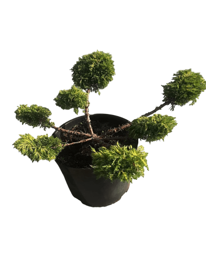 jałowiec gold star formowany na bonsai